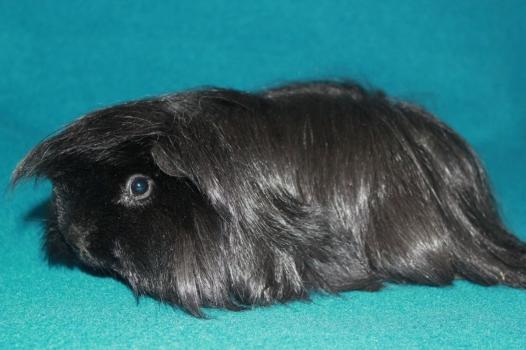 Harmon Ebony