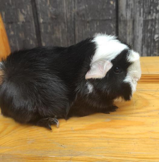 Florestan Ebony